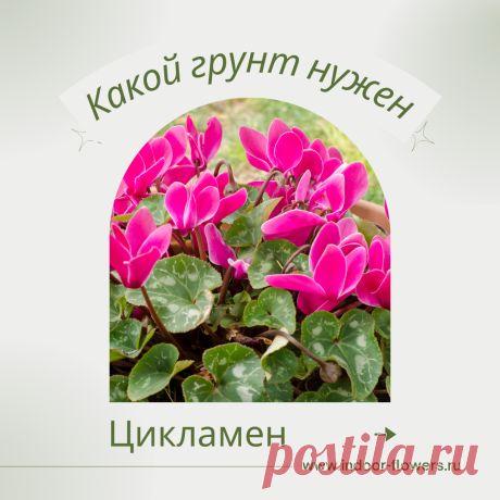 Цикламен. Какой грунт нужен? Интересуетесь Цикламен. Какой грунт нужен? ? Узнайте о разнообразных представителях этого вида, их уникальных особенностях и преимуществах. Получите полезные советы по уходу за Цикламен. Какой грунт нужен? в домашних условиях, включая требования к освещению, поливу, температуре и влажности.