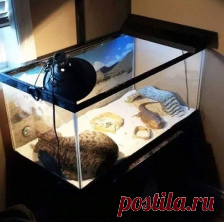 Необычные кошки и их удивительные позы — подборка смешных фото | Manki Blog | Яндекс Дзен