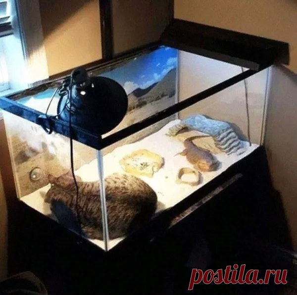 Необычные кошки и их удивительные позы — подборка смешных фото | Manki Blog | Яндекс Дзен