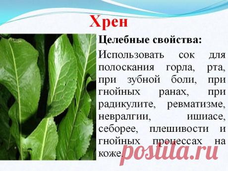 Избавиться от всей соли, которая накопилась в организме и может привести к солевым болезненным отложениям, помогут листья хрена.. 

Напоминаю проверенный и безотказный рецепт. 

Возьмите свежие крупные листья хрена – 2 шт. Перед сном окуните их с двух сторон кипяток и сразу положите на спину, захватывая шею. Обвяжите тканью. Возможно легкое жжение, но боли нет. 

Утром осторожно снимите листья – если соли много, они рассыпаются в прах. Посмотрите, в какой области много сол...