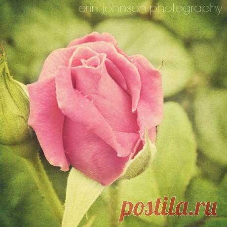 цветок фотографии Розовая роза изобразительное искусство природы от eireanneilis