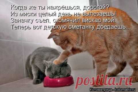Наши забавные друзья 91 | Домохозяйки