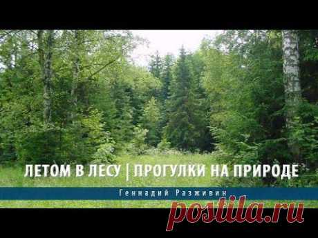 Летом в лесу | Прогулки на природе - YouTube
