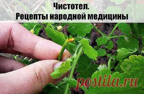 У чистотела есть одна очень интересная особенность. Он сразу отыскивает корень болезни. Если сок или порошок поместить на биологически активную точку, то наблюдается мгновенная трансформация, перенос его к источнику болезни.

У нас чистотел нередко называют русским женьшенем. Применять его можно в виде сока, отвара, настойки, экстракта. О целебных свойствах чистотела люди знают с древнейших времен. 

Для лечения глазных болезней нужно варить сок чистотела с медом в соотнош...