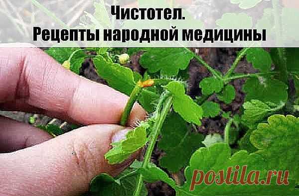 У чистотела есть одна очень интересная особенность. Он сразу отыскивает корень болезни. Если сок или порошок поместить на биологически активную точку, то наблюдается мгновенная трансформация, перенос его к источнику болезни.

У нас чистотел нередко называют русским женьшенем. Применять его можно в виде сока, отвара, настойки, экстракта. О целебных свойствах чистотела люди знают с древнейших времен. 

Для лечения глазных болезней нужно варить сок чистотела с медом в соотнош...