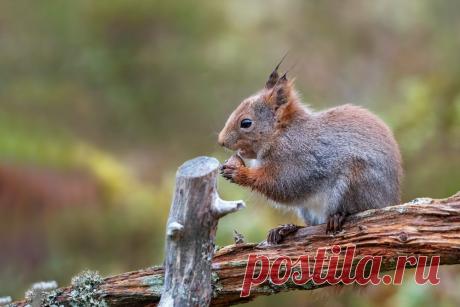 brown squirrel on brown tree trunk photo – Free Norway Image on Unsplash