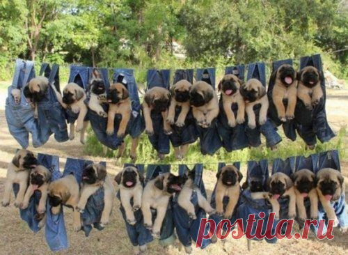 Как правильно сушить щенят после купания / Питомцы