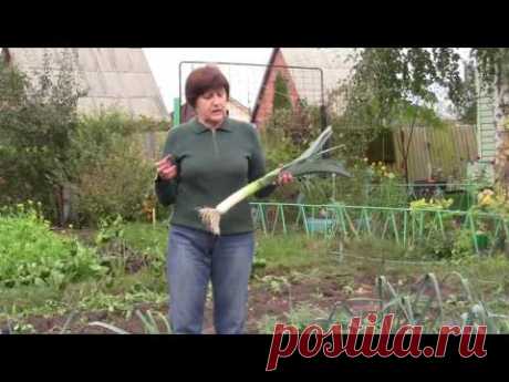 Выращивание, уборка и хранение лука-порея
