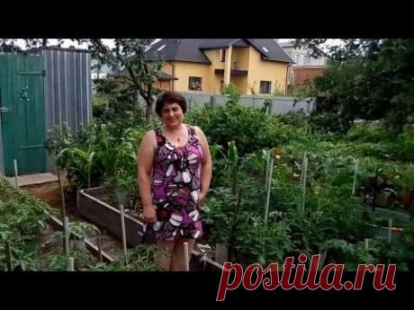 (437) Примитивный капельный полив - YouTube