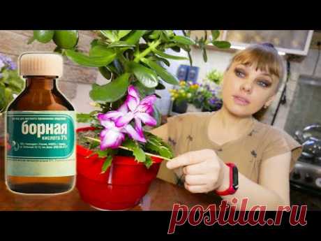 Зачем нужна Борная кислота для комнатных растений! Как правильно приготовить раствор борной кислоты?