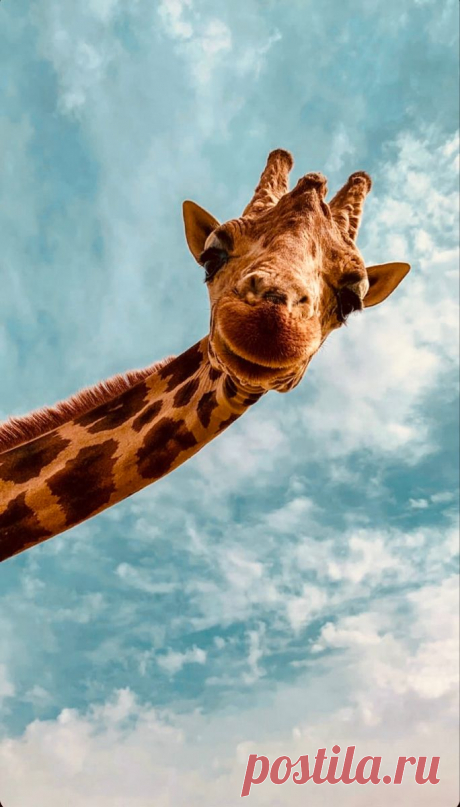 Позитивный жираф