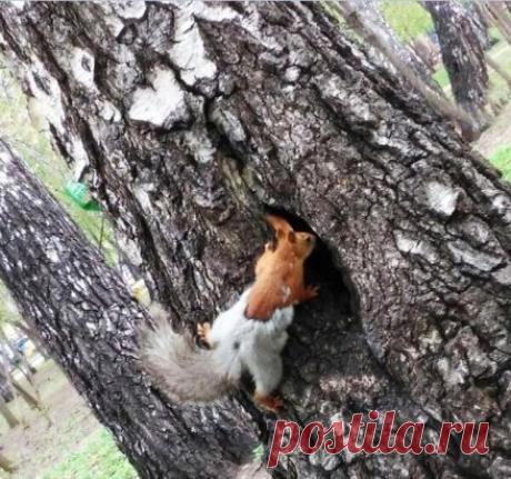 Белка не глупая, с такой весной штаны рано снимать