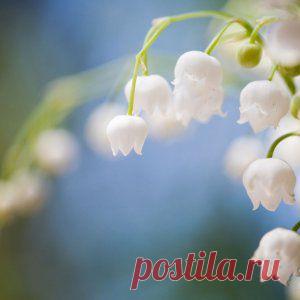 Усадьба | Цветы в саду : Размножение ландышей путем деления корневища