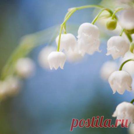 Усадьба | Цветы в саду : Размножение ландышей путем деления корневища