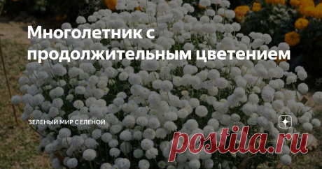 Многолетник с продолжительным цветением Неприхотливый и красивый