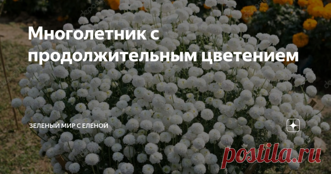 Многолетник с продолжительным цветением Неприхотливый и красивый