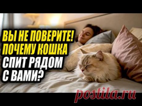 😱 Вы не поверите! Кошка спит с вами ИЗ-ЗА ЭТОГО!