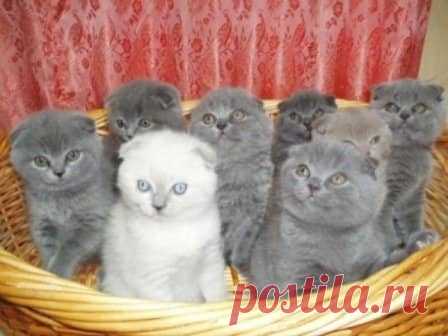 Кот или кошка - кто лучше?