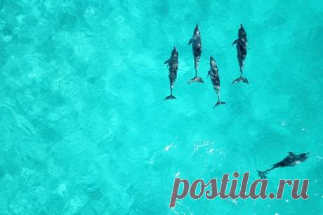 34 черных дельфина выбросились на берег в одной стране. В Австралии местный житель обнаружил 34 гринды, которые выбросились на берег острова Тасмания на юго-востоке страны. Животных нашел 34-летний туристический гид Крис Теобальд в среду, 29 ноября. Он совершал тренировочное плавание на лодке с коллегой Робом Пенникоттом, когда заметил гринд на мелководье.