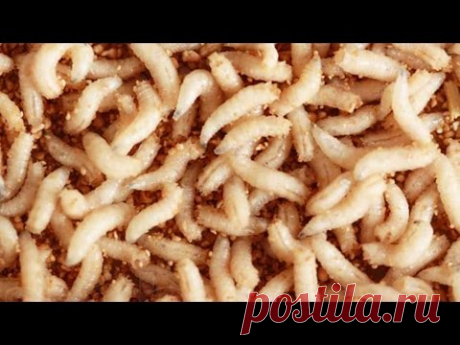 Как долго хранить опарыша (несколько месяцев).