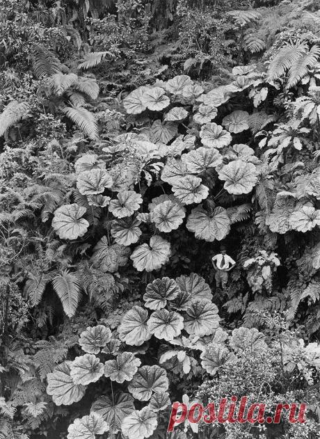 25 архивных снимков от National Geographic, которые до сих пор не видел никто! | За чашкой чая