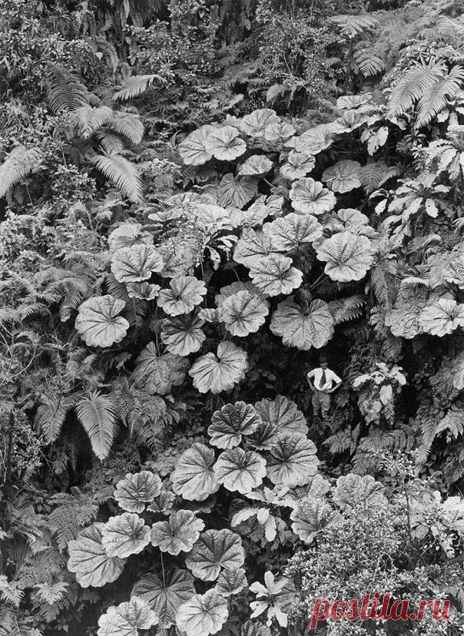 25 архивных снимков от National Geographic, которые до сих пор не видел никто! | За чашкой чая