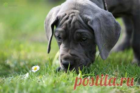 Милые щенки от фотографа Юлианы Мейер