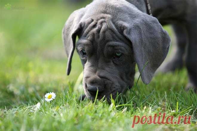 Милые щенки от фотографа Юлианы Мейер