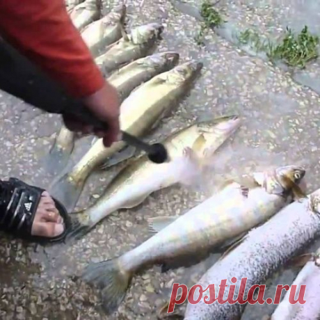 Как быстро почистить рыбу