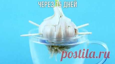 Советы для начинающих садоводов! "ти несколько трюков вам точно понравятся!