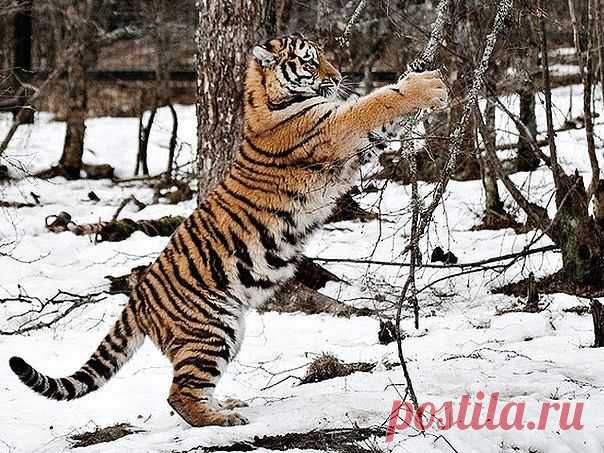 Мужской Взгляд - лучшее видео и приколы из Сети