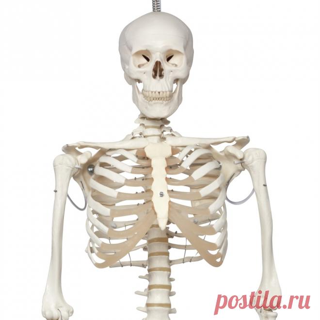 Картинки скелета (37 фото) ⭐ Забавник