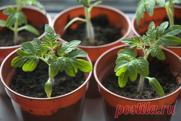 7 ВАЖНЫХ ВОПРОСОВ О ПОМИДОРНОЙ РАССАДЕ
Сохраните, чтобы не потерять!


Какие сорта и гибриды можно выращивать обычным посевом семян в грунт даже в Средней полосе?

Попробуйте такие сорта и гибриды, как Аляска, Бетта, Блиц, Бони-М, Гаврош, Момент, Пародист, Пигмей, Серна… Они не требуют не только выращивания рассады, но и предварительной подготовки семян. В Средней полосе посев лучше проводить на теплые грядки.

В Средней полосе их сеют после 10 мая.
Листья покрылись желтым...