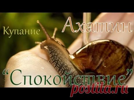 Как купать улитку - правила, полезные советы и заблуждения