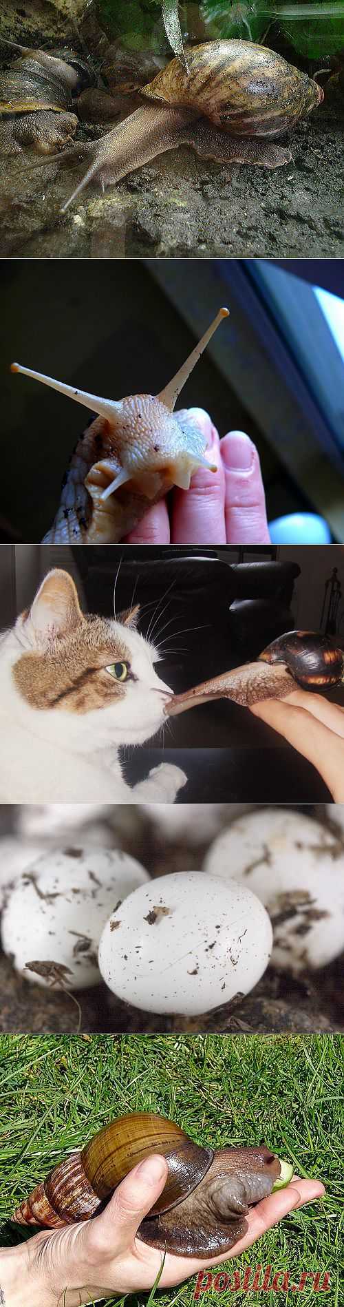 Ахатины - самые крупные наземные моллюски.