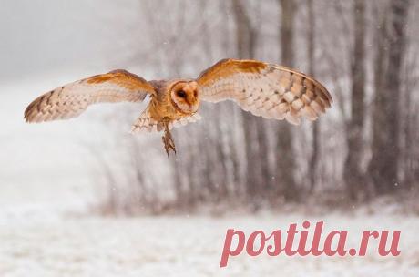 Животные крупным планом Роберта Адамека (Robert Adamec) — Фотоискусство