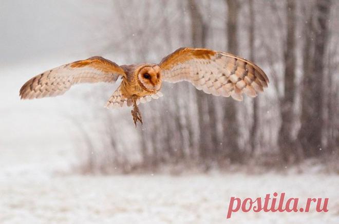 Животные крупным планом Роберта Адамека (Robert Adamec) — Фотоискусство