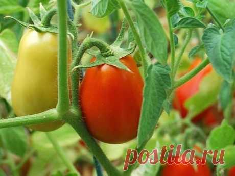 САМЫЕ ВКУСНЫЕ, САМЫЕ ЛЮБИМЫЕ… ЗАПОВЕДИ ВЫРАЩИВАНИЯ ТОМАТОВ

В течение многих лет, что я занимаюсь огородничеством, мой интерес к томатам только растет.
Постепенно у меня накопился большой опыт, благодаря которому сейчас урожаи у меня всегда такие, что нарадоваться не могу)))!
Хочу поделиться своим опытом с вами.

1. Первым делом вырастить хорошую, крепкую рассаду. Лучше сеять в отдельные горшочки. 
Если посеяли в ящик, то распикируйте прямо в грунт теплицы с расстоянием 15...