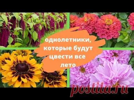 Красивые и неприхотливые ОДНОЛЕТНИКИ, которые будут цвести все лето
