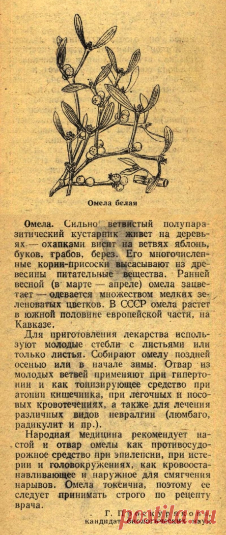 Омела белая
