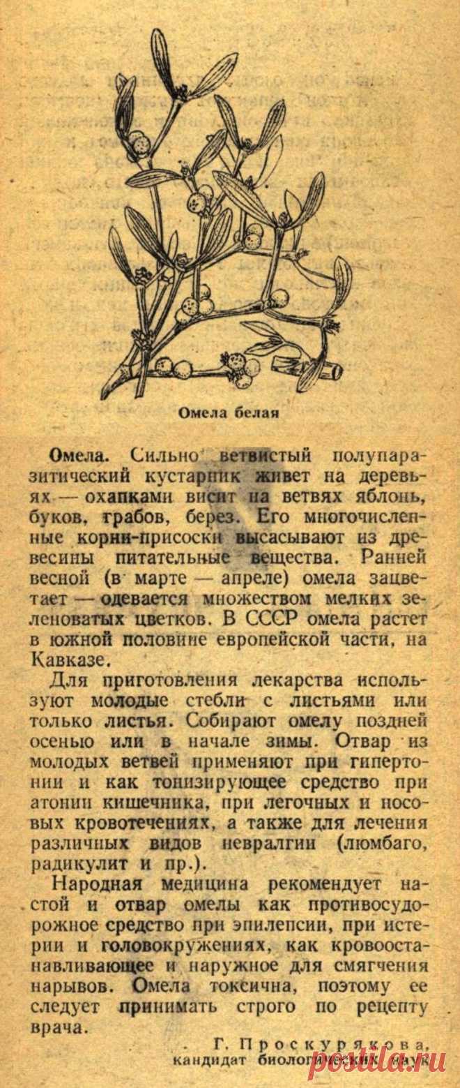 Омела белая