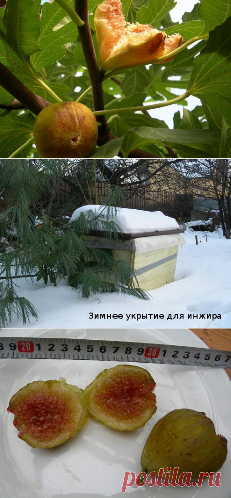 Инжир: выращивание в средней полосе