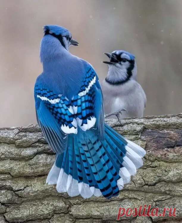 ღГолубые сойки