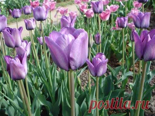 Осенние луковичные
https://ad.admitad.com/g/b2g1xy0n0e17b19c16a6ff9a197a..