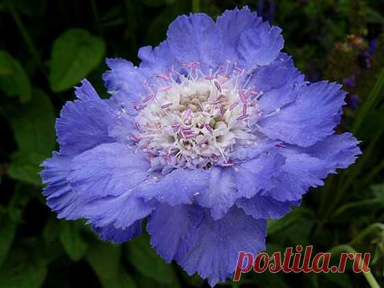 Скабиоза или “Знакомая незнакомка” | Самоцветик