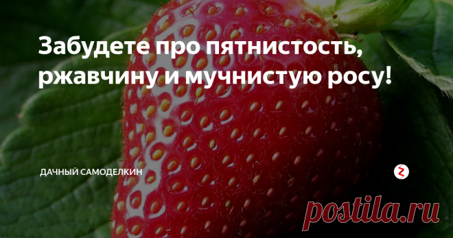 Забудете про пятнистость, ржавчину и мучнистую росу! Привет, друзья!
Сегодня расскажу о супер составе средства от самых распространенных болезней на растениях, который очень легко приготовить самостоятельно....
Я опрыскиваю этим раствором любые растения на своем участке и они не болеют ни пятнистостью, ни ржавчиной, ни мучнистой росой.
Итак, готовим раствор: