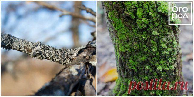 Как избавиться от мха и лишайников на плодовых деревьях? | Уход за садом (Огород.ru)