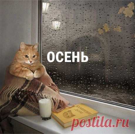 Меж облаков проскальзывает просинь,
Теряясь в дымке, в серой пелене.
Еще одна навязчивая осень
Торопится на руки прыгнуть мне.
Мурлыкать станет, рыжей, нежной кошкой,
Ласкаясь, все вокруг перевернёт.
И теплые мгновения по крошкам
Выпрашивать я буду у неё.
Пройдет пора осеннего покоя,
А вместе с ней оранжевый восторг.
Наступит время, двери приоткрою,
И рыжая умчится за порог!