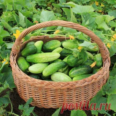 Список самых урожайных сортов огурцов