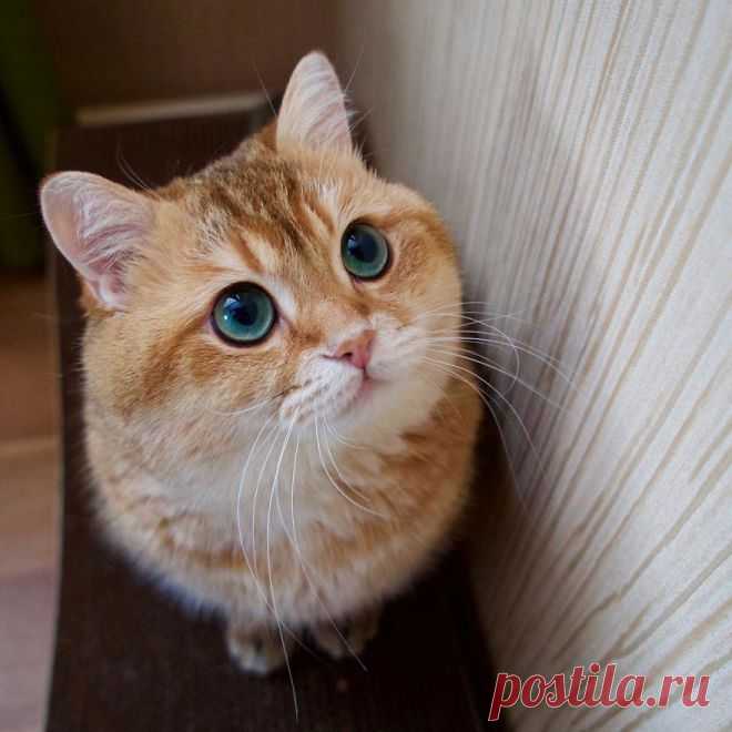 Кот с жалобным взглядом из м/ф «Шрек» существует!